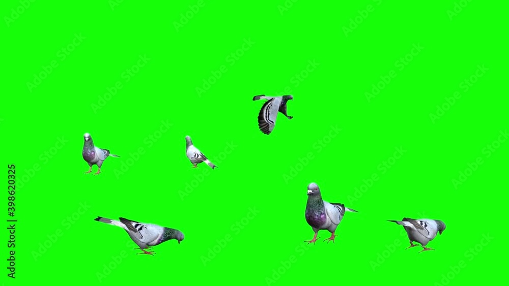 3d animation showing a flock of pigeons, walking , pecking and flying around. 3d animation showing a flock of pigeons, walking , pecking and flying around.