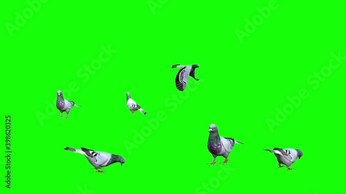 3d animation showing a flock of pigeons, walking , pecking and flying around.