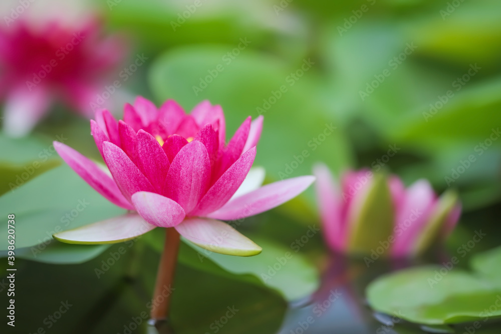 Soft focus, Beautiful lotus flower in pond with nature blur background Soft focus, Beautiful lotus flower in pond with nature blur background