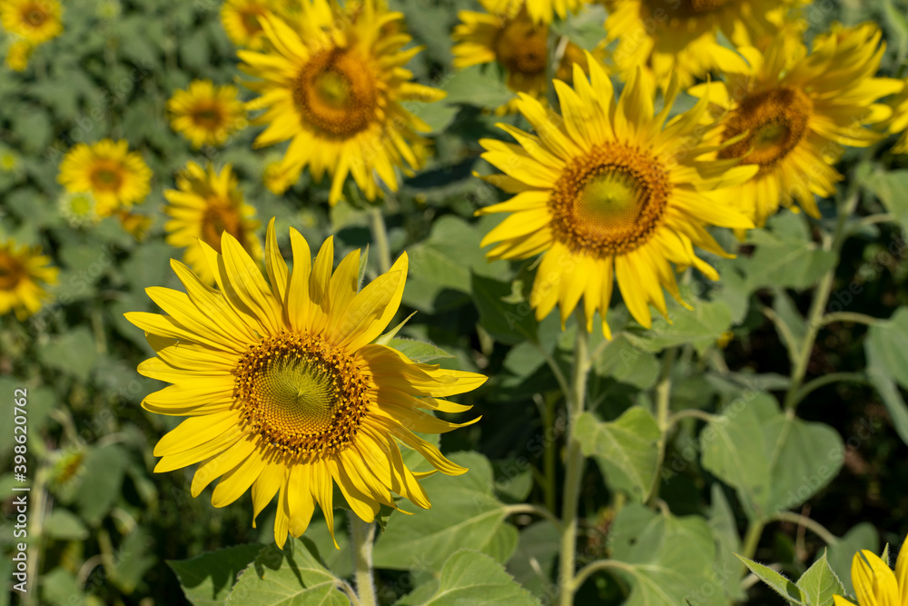 sunflowers garden