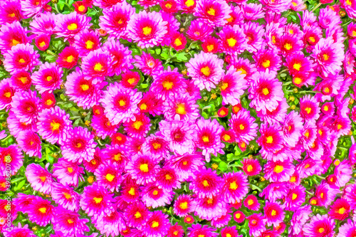 Watercolor floral pattern. Digital painting - illustration. Flowerbed of chrysanthemum. Flowers chrysanthemum close-up. Springtime landscape with flowers. Natural landscape, watercolor drawing.