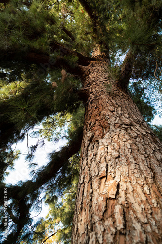 Pine trunk view from the ground