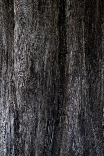 Barkless trunk of an old tree