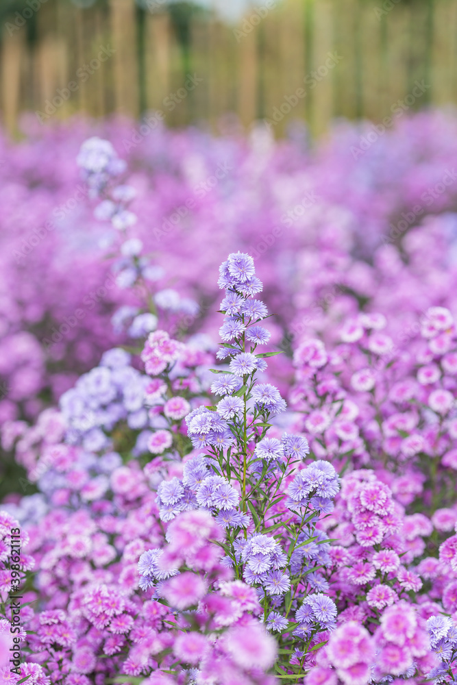 Obraz premium Beautifully Margaret flowers bloom and freshly in the fields