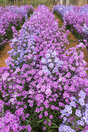 Fototapeta Naklejka Na Ścianę i Meble -  Beautifully Margaret flowers bloom and freshly in the fields
