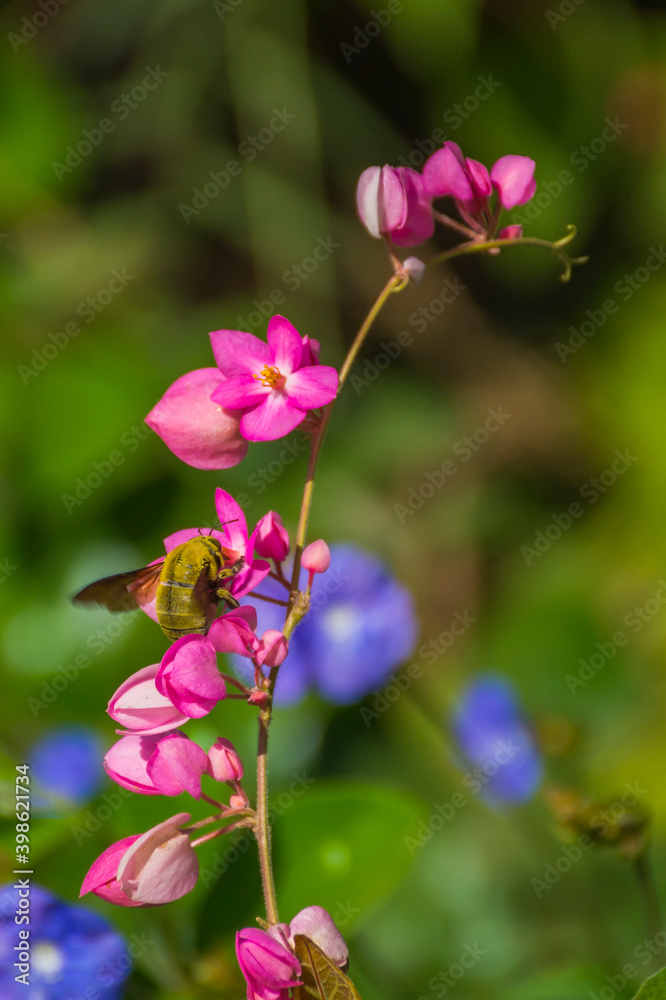 Obraz premium Honeybee