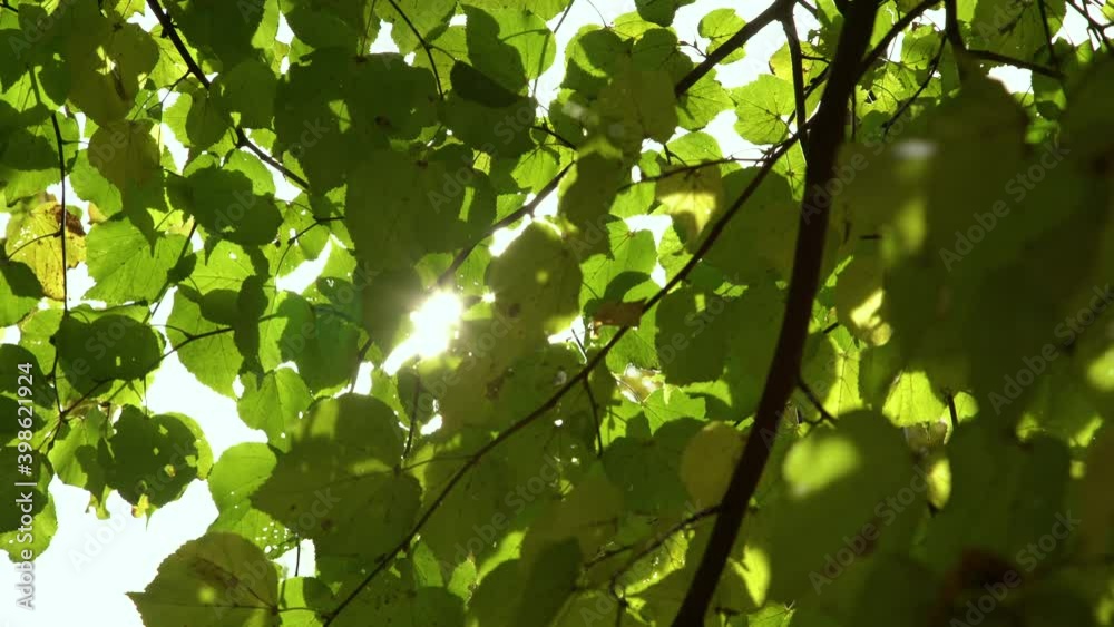 Sun peaking through green leaves at the park. Glowing sun rays coming through tree branches Sun peaking through green leaves at the park. Glowing sun rays coming through tree branches