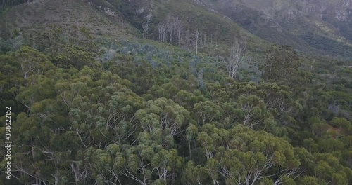 4K summer day aerial video of Cecilia Forest near Cape Town Constantia suburb. The forest is known for nature hiking trails and beautiful eucalyptus trees in Cape Peninsula, Western Cape, South Africa