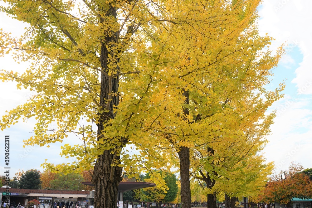 Yellow Gingko tree during autumn, leaf peeping. Autumn in city of Tokyo, Japan - 秋 風景 紅葉 銀杏 黄色 日本