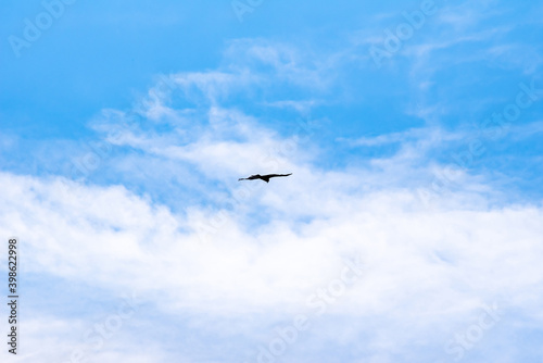 blue sky with white clouds and a black silhouette of a flying bird