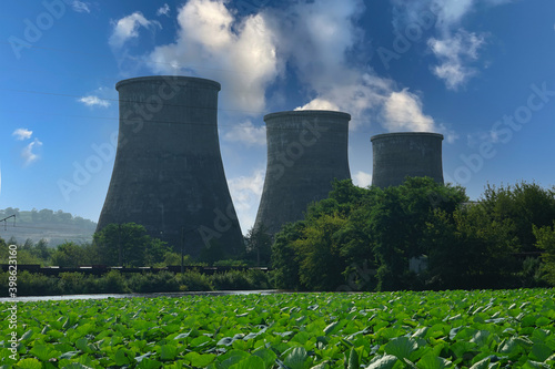 Lotus lake on the background of pipes of a thermal power plant. photo