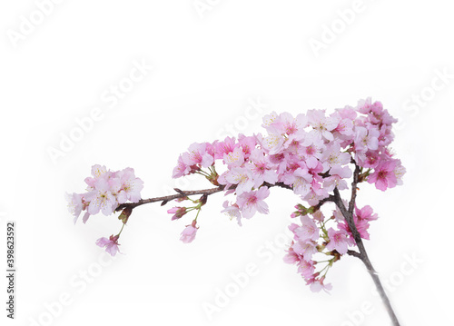Sakura cherry blossom isolated on white background  © Mee Ting