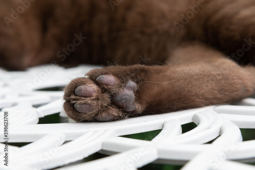 Close up soles of brown cat feet