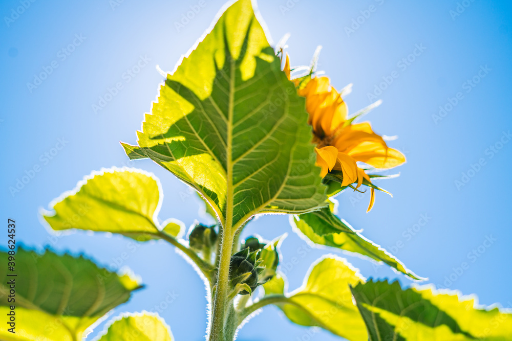 Obraz premium Girasoles floreciendo