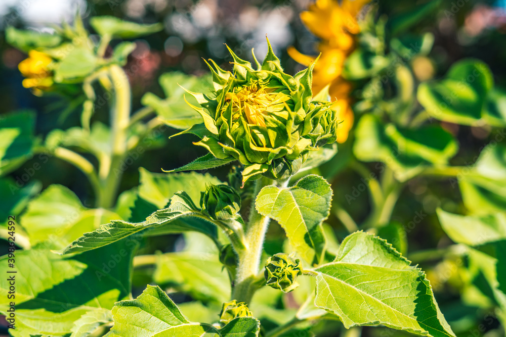 Obraz premium Girasoles floreciendo