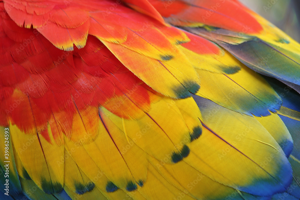 Colorful feathers,Macaw feathers background texture Colorful feathers,Macaw feathers background texture