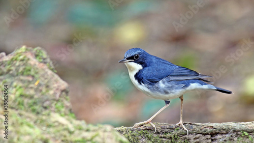 Siberian Blue Robin Bird