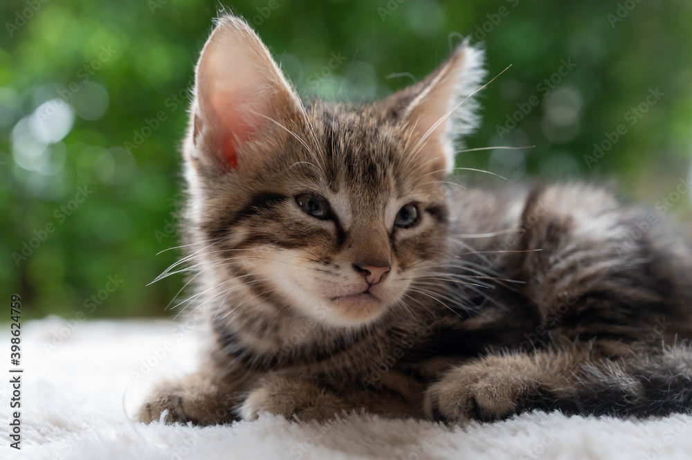 Cute kitty little cat American shorthair brown tabby sit on the fur floor
