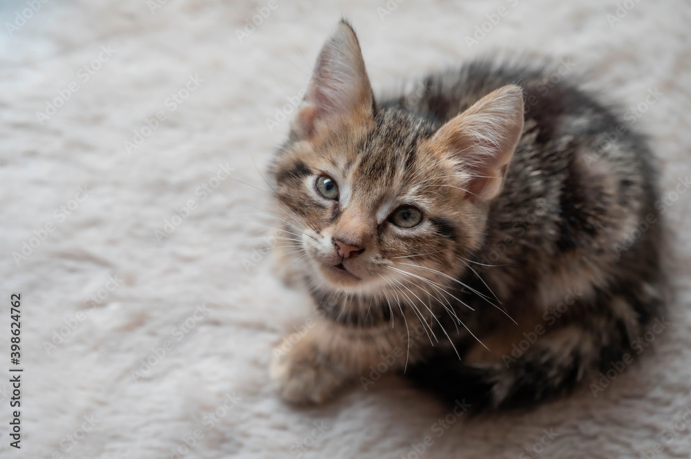 Cute kitty little cat American shorthair brown tabby sit on the fur floor Cute kitty little cat American shorthair brown tabby sit on the fur floor