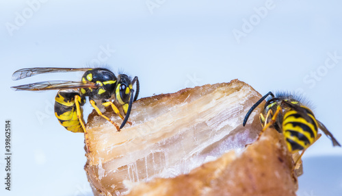 Photos Wespen sitzen auf einem Stück gebratenem Fleisch und fressen