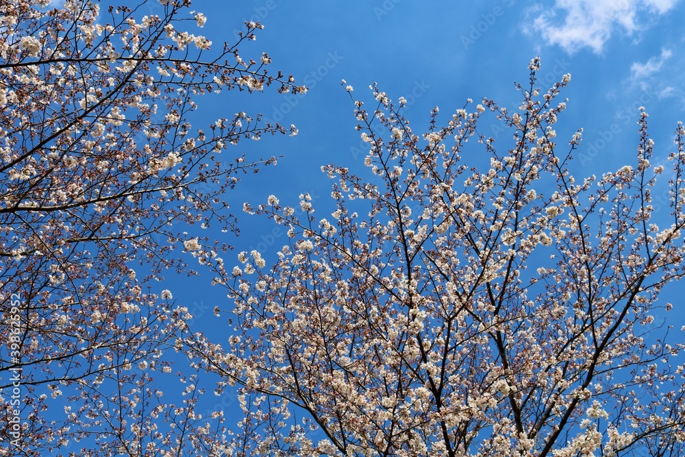 春　桜　青空　風景