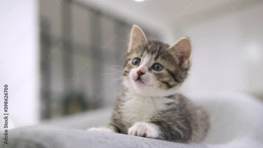 Small striped kitten sitting on sofa in modern interior . Concept of domestic adorable pets. Small striped kitten sitting on sofa in modern interior . Concept of domestic adorable pets.