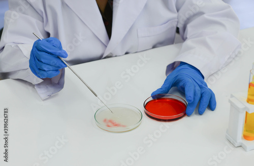 Asian female scientist doctor working in to research and concentrated making the staphylococcus aureus in laboratory