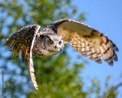 Beautiful horned owl flying