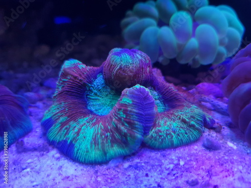 Brain coral reef tank