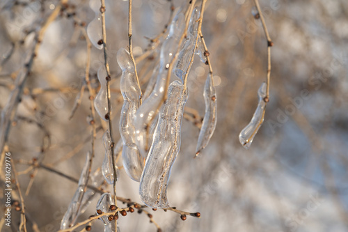 Natural background with ice crystals on plants after an icy rain. © vvicca
