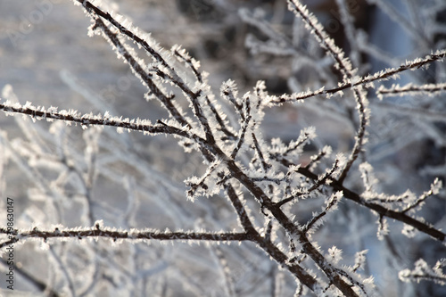 Fresh frost on tree branches on a frosty winter morning. © sv_production