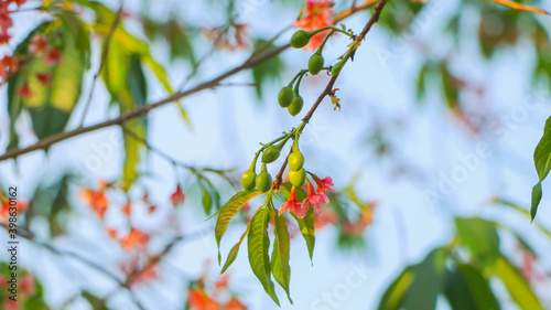  Cheery flower with the green nature