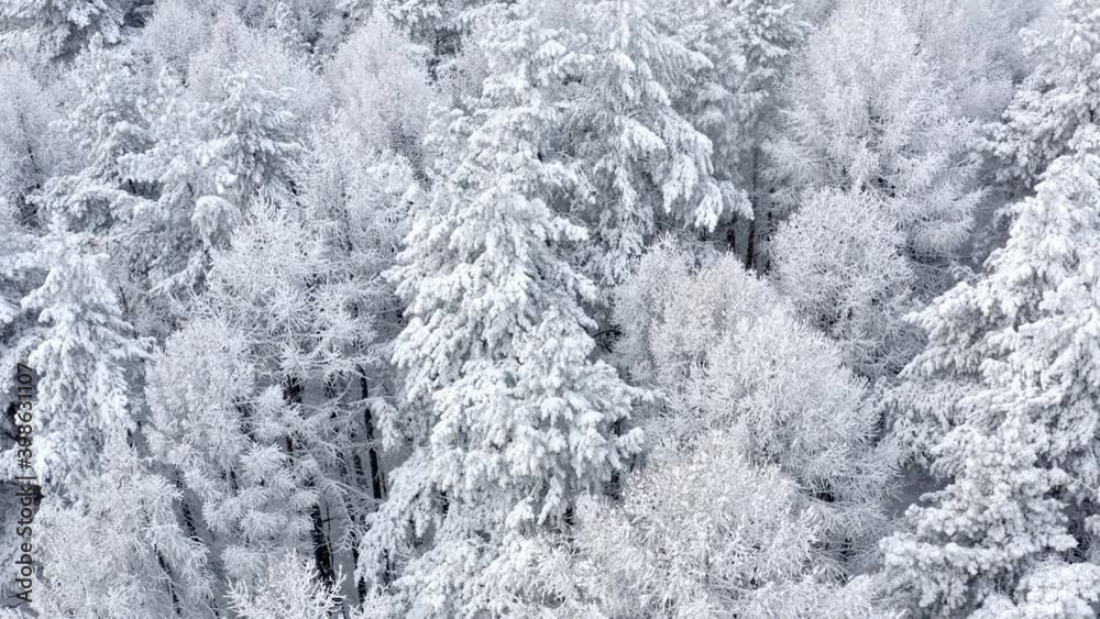 Forest and vegetation are covered with a large layer of snow. Wild winter nature. Drone fly over forest in snow. High quality. Forest and vegetation are covered with a large layer of snow. Wild winter nature. Drone fly over forest in snow. High quality.