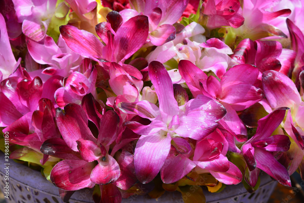 pink, flowers, nature, plant, purple, garden, spring, temple, orchid, blossom, bloom, beauty, floral, beautiful, lilac, flora, petal, macro, green, summer, white, violet, bouquet, basket, divine, pink, flowers, nature, plant, purple, garden, spring, temple, orchid, blossom, bloom, beauty, floral, beautiful, lilac, flora, petal, macro, green, summer, white, violet, bouquet, basket, divine,