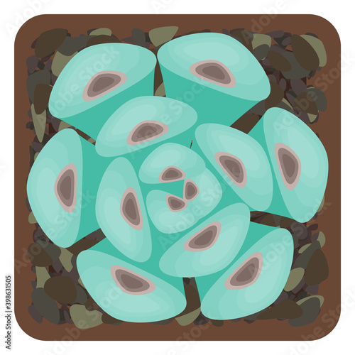 Potted echeveria colorata succulent. Isolated on white background. Top view. Vector illustration.