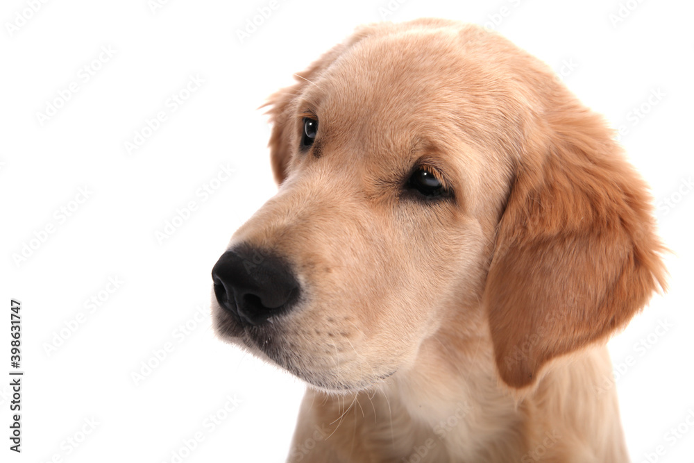 Headshot of a cute funny puppy of Golden Retriever sits on an isolated white background and looks away. High quality photo