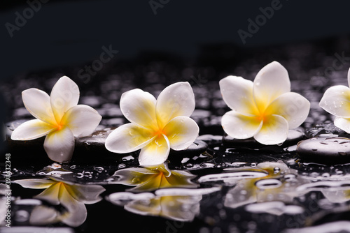  white frangipani with reflection with zen black stones ,wet background 