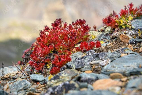 rhodiola flowers mountains red closeup