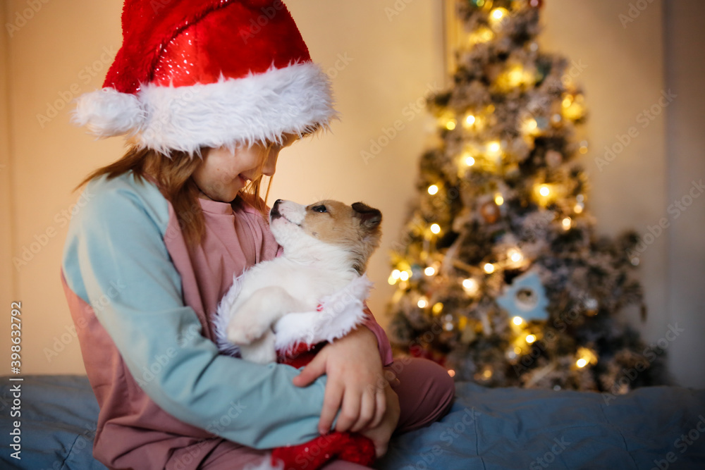 Cute Funny Caucasian girl child in red Santa hat holding embrace puppy Jack Russell, funny New Year's photo of children and puppies, Christmas gift, dream about pet, puppy and child communications Cute Funny Caucasian girl child in red Santa hat holding embrace puppy Jack Russell, funny New Year's photo of children and puppies, Christmas gift, dream about pet, puppy and child communications