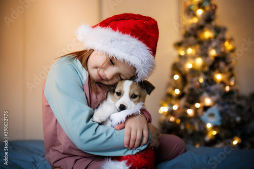 Cute Funny Caucasian girl child in red Santa hat holding embrace puppy Jack Russell, funny New Year's photo of children and puppies, Christmas gift, dream about pet, puppy and child communications