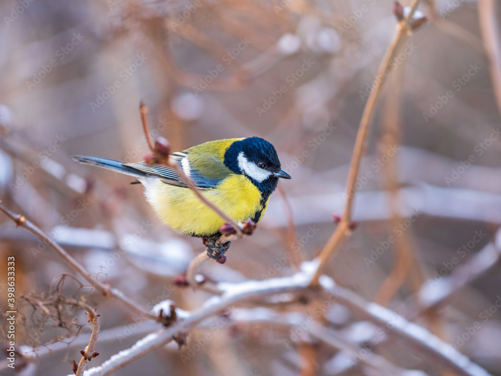 Naklejka premium Cute bird Great tit, songbird sitting on a branch without leaves in the autumn or winter.