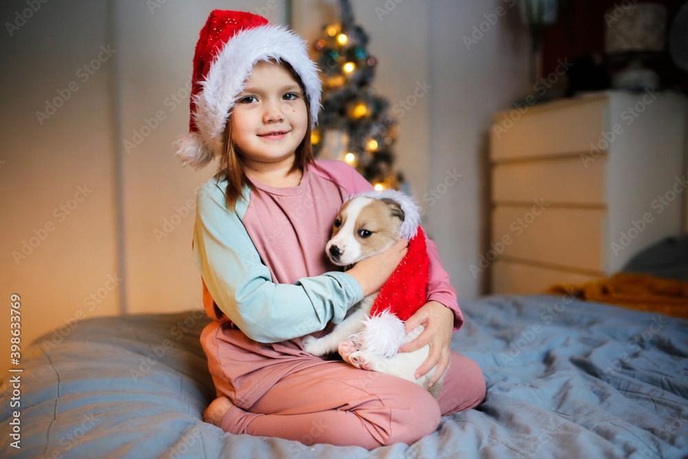 Cute Funny Caucasian girl child in red Santa hat holding embrace puppy Jack Russell, funny New Year's photo of children and puppies, Christmas gift, dream about pet, puppy and child communications Cute Funny Caucasian girl child in red Santa hat holding embrace puppy Jack Russell, funny New Year's photo of children and puppies, Christmas gift, dream about pet, puppy and child communications
