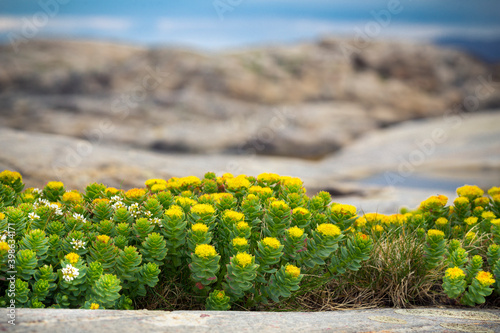 Rhodiola rosea arctic flower close up view