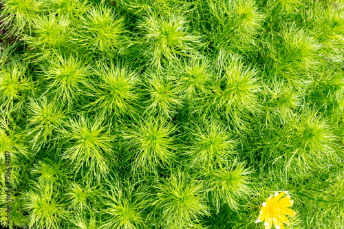 Adonis Spring or adonis Spring perennial herb blooms in the steppe on a spring day.