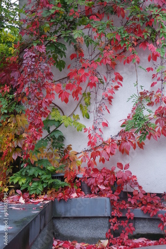 Green and purple ivy composition on a white wall and roof