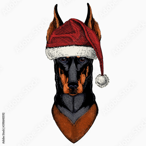 Doberman, dog portrait. Red Santa Claus hat. Christmas winter animal vector portrait.