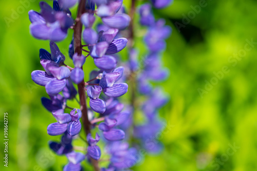 Field of purple lupins on a bright summer day  blooming in the wild  summer colors  flowers  blurred background  selective focus close-up