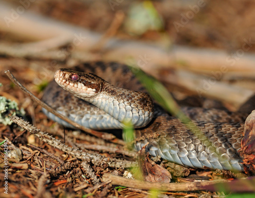 common adder, vipera berus photo