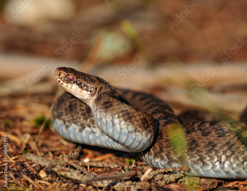 common adder, vipera berus photo