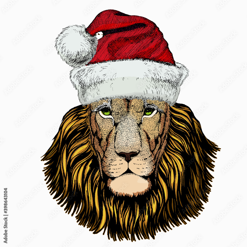 Lion. Portrait of wild lion. Christmas red Santa Claus hat. Christmas winter animal vector portrait. Lion. Portrait of wild lion. Christmas red Santa Claus hat. Christmas winter animal vector portrait.